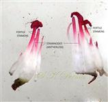  Androecium-Stamens and Staminodes